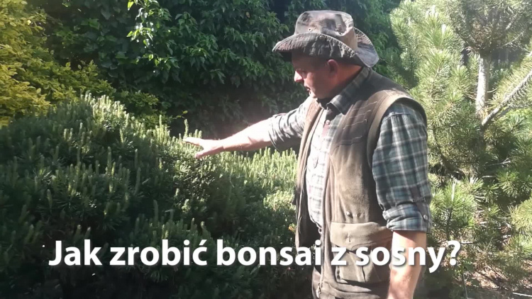 so_eko_jak_zrobic_bonsai_z_sosny.mp4