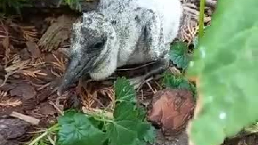 video-1654764165.mp4