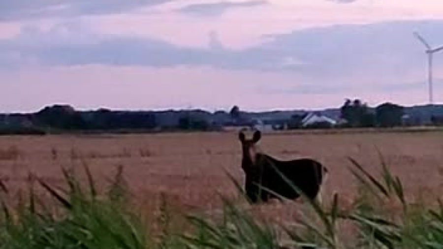 vid-20220718-wa0000.mp4